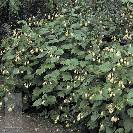 Kirengeshoma palmata