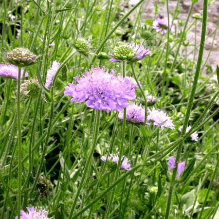 Knautia arvensis