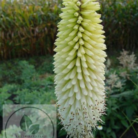 Kniphofia 'Ice Queen'