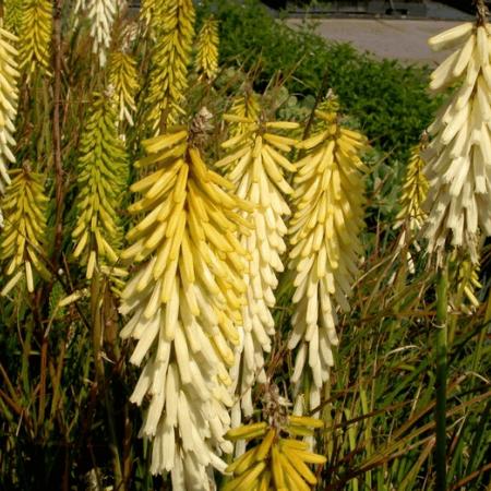 Kniphofia 'Little Maid'