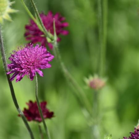 Knautia macedonica