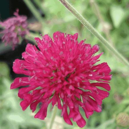 Knautia macedonica 'Mars Midget'