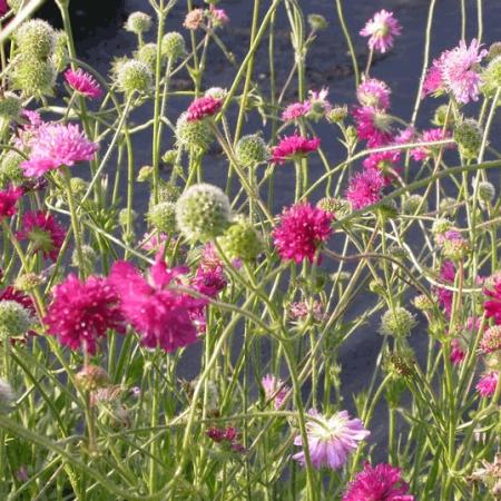 Knautia macedonica 'Melton Pastels'