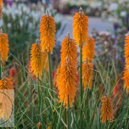 Kniphofia 'Mango Popsicle'