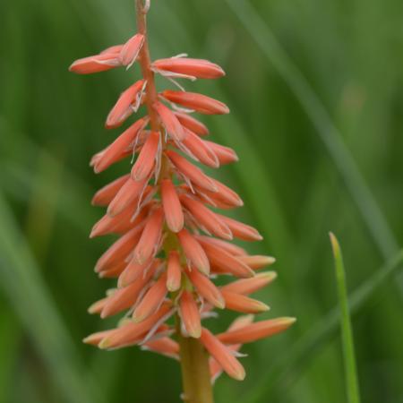 Kniphofia 'Nancy's Red'