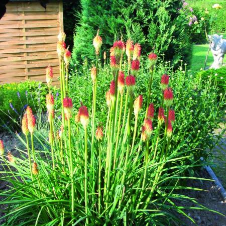 Kniphofia 'Royal Castle'