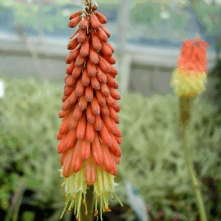 Kniphofia 'Royal Standard'