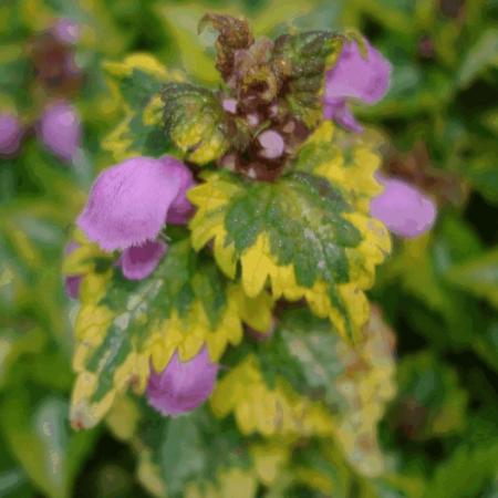 Lamium maculatum 'Anna Greenaway'