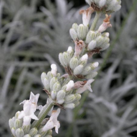 Lavandula angustifolia 'Alba'