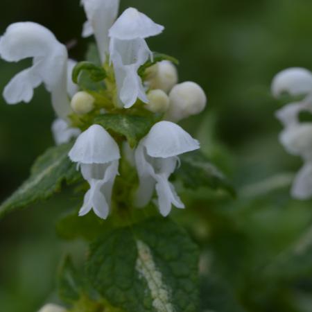 Lamium maculatum 'Album'