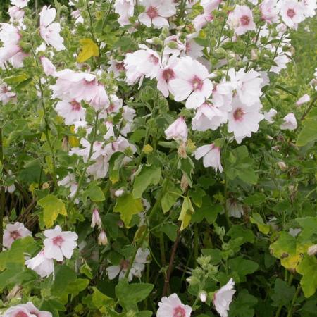 Lavatera 'Barnsley'