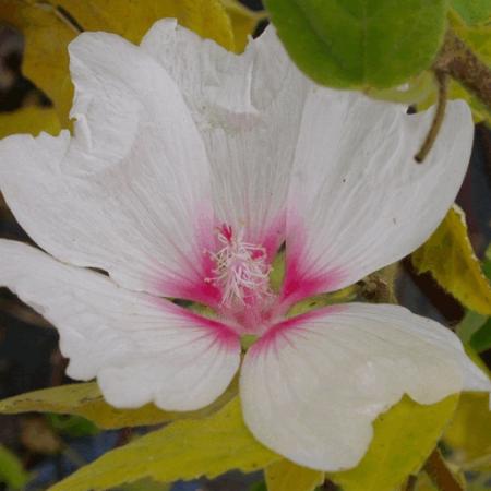 Lavatera 'Blushing Bride'