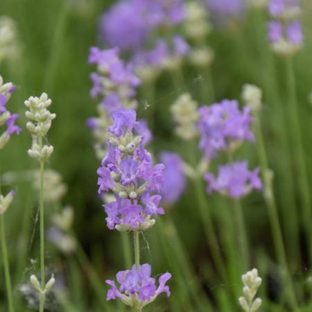 Lavandula angustifolia 'Blue Cushion'