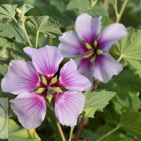 Lavatera maritima (bicolor)