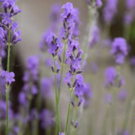 Lavandula angustifolia 'Brabant's Lust'