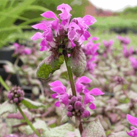 Lamium maculatum 'Beacon Silver'