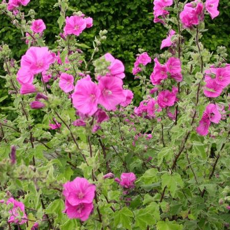 Lavatera 'Bredon Springs'