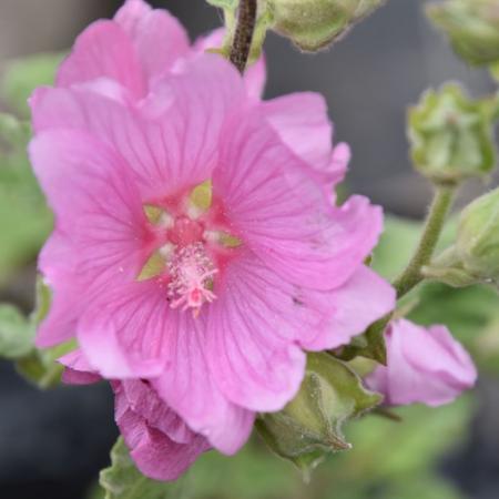 Lavatera 'Candy Floss'