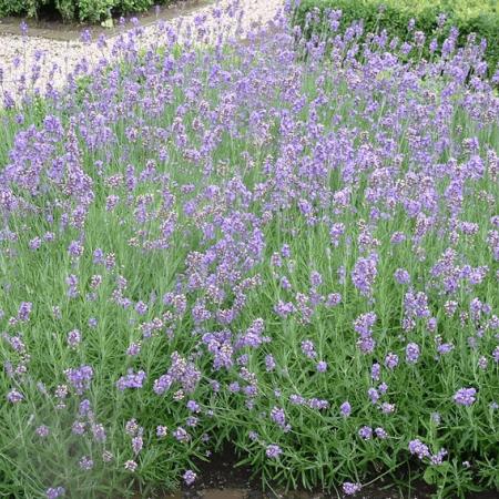 Lavandula angustifolia 'Dwarf Blue'