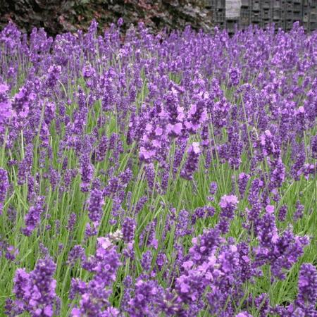 Lavandula angustifolia 'Hidcote'