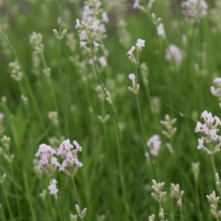 Lavandula angustifolia 'Loddon Pink'