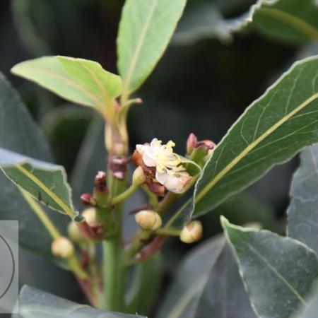 Laurus nobilis (laurier)