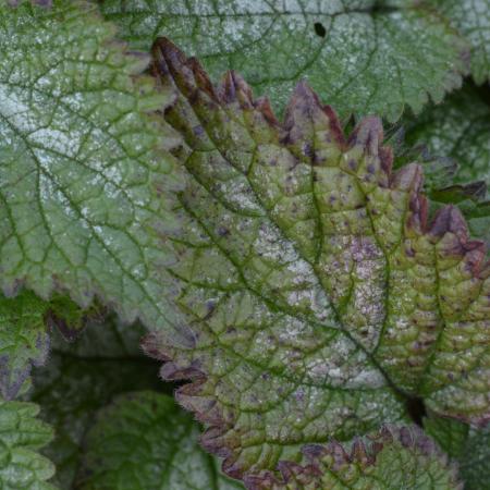 Lamium orvala