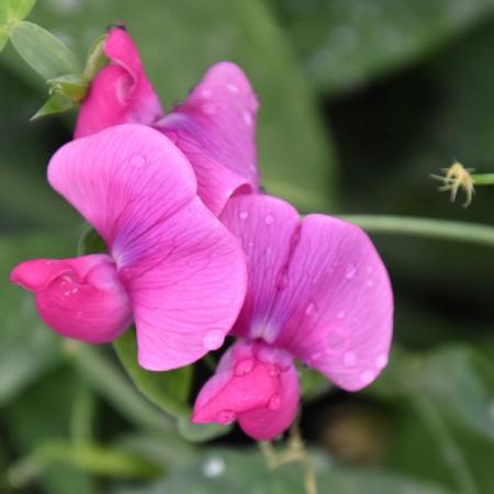 Lathyrus latifolius 'Pink Pearl'