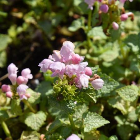 Lamium maculatum 'Pink Pewter'