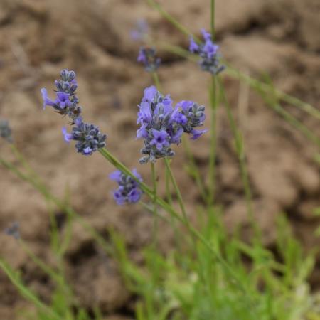 Lavandula intermedia 'Provence'