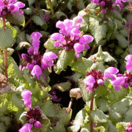 Lamium maculatum 'Red Nancy'