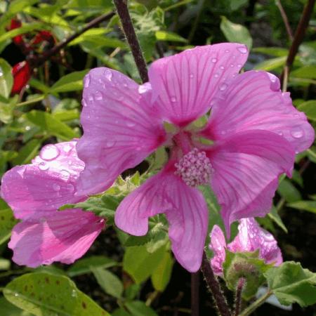 Lavatera 'Rosea'