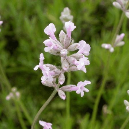 Lavandula angustifolia 'Rosea'