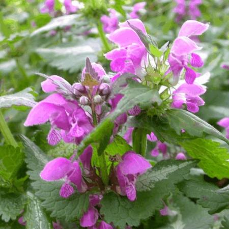 Lamium maculatum 'Roseum'