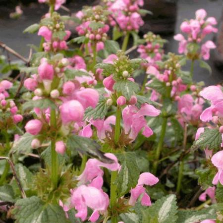 Lamium maculatum 'Shell Pink'