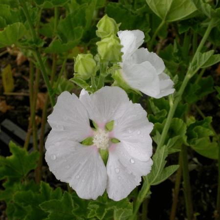 Lavatera 'White Angel'