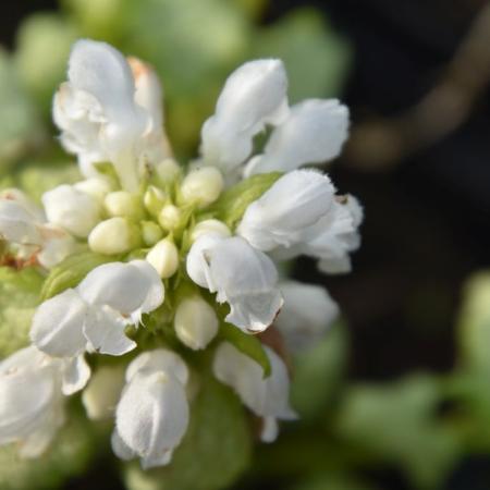 Lamium maculatum 'White Nancy'