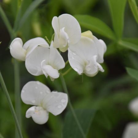 Lathyrus latifolius 'White Pearl'