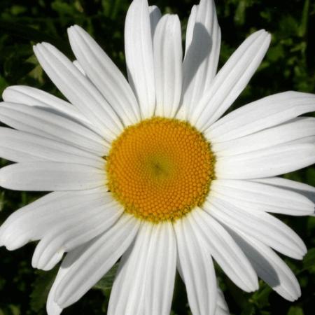 Leucanthemum maximum 'Alaska'