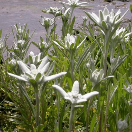 Leontopodium alpinum