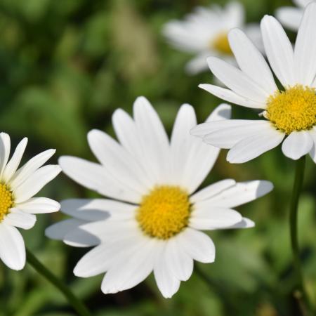 Leucanthemum maximum 'Becky'