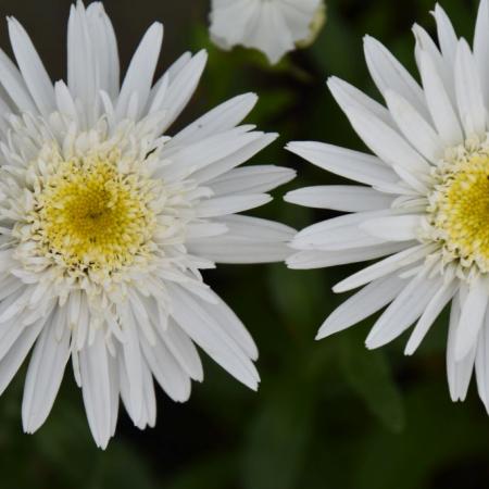 Leucanthemum maximum 'Christine Hagemann'