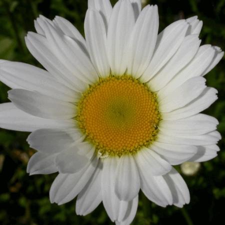 Leucanthemum vulgare 'Maikonigin'