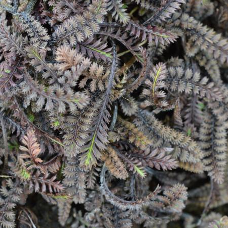 Leptinella squalida 'Platt's Black'