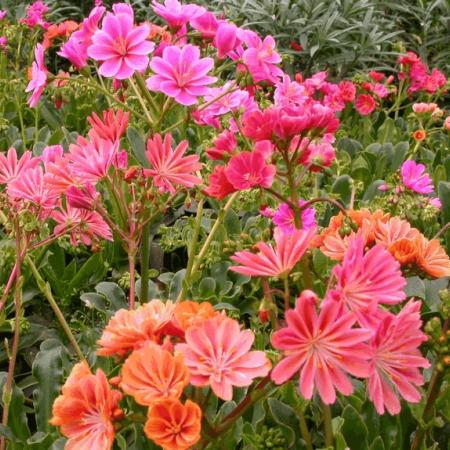 Lewisia 'Regenbogen'