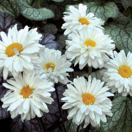 Leucanthemum maximum 'Victorian Secret'