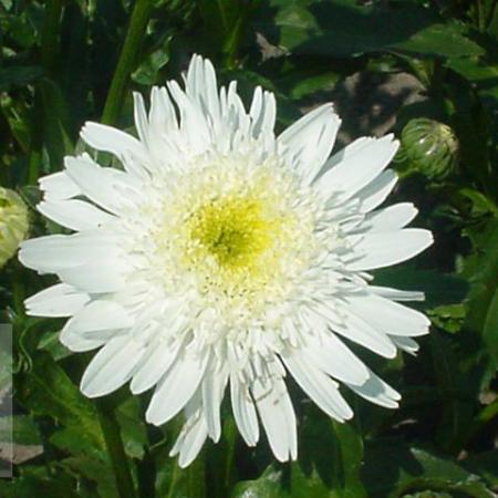 Leucanthemum maximum 'Wirral Supreme'