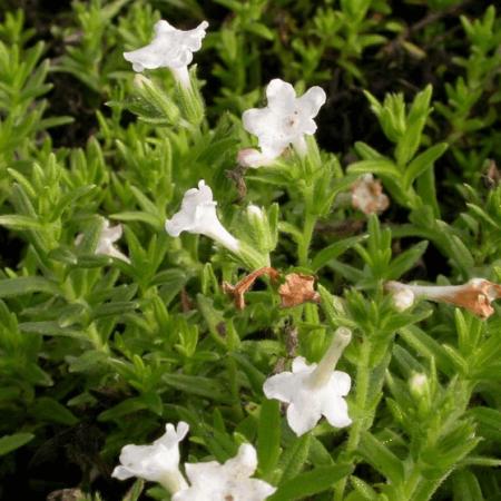 Lithodora diffusa 'Alba'