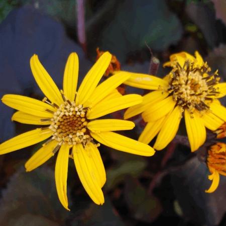 Ligularia dentata 'Britt-Marie Crawford'