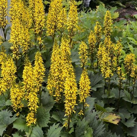 Ligularia hybride 'Bottle Rocket'